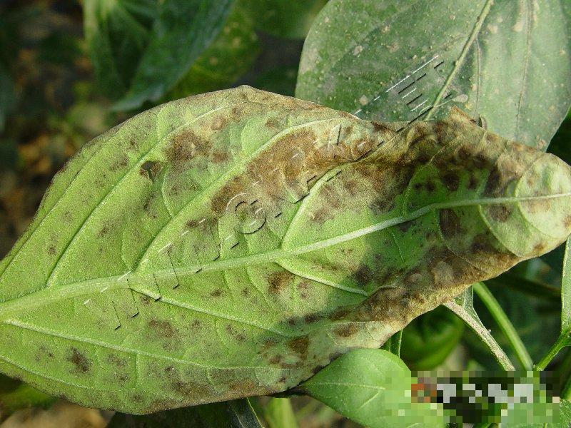 辣椒高温病