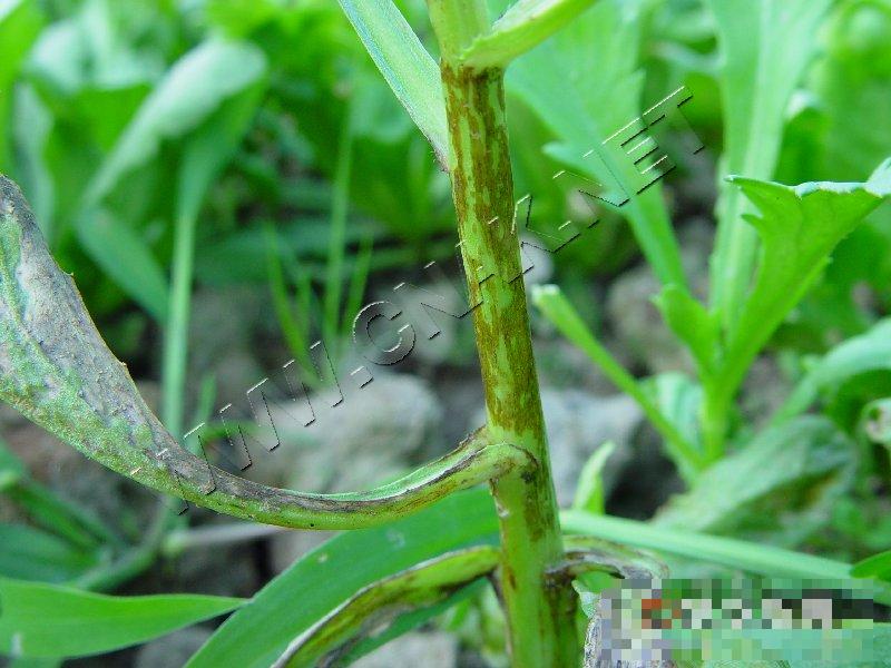茼蒿炭疽病