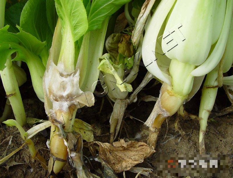 青菜菌核病