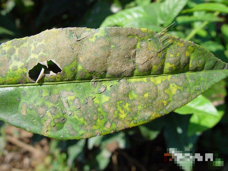 茶网饼病