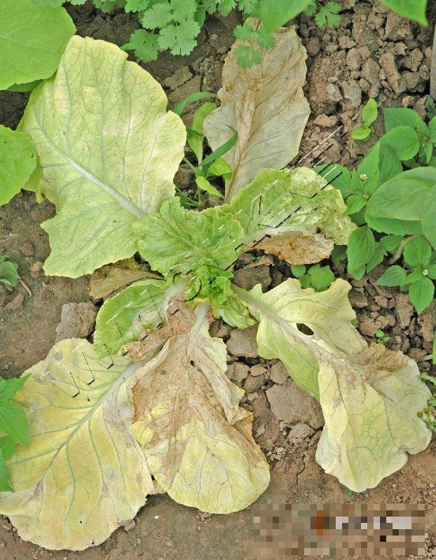 大白菜黄叶病