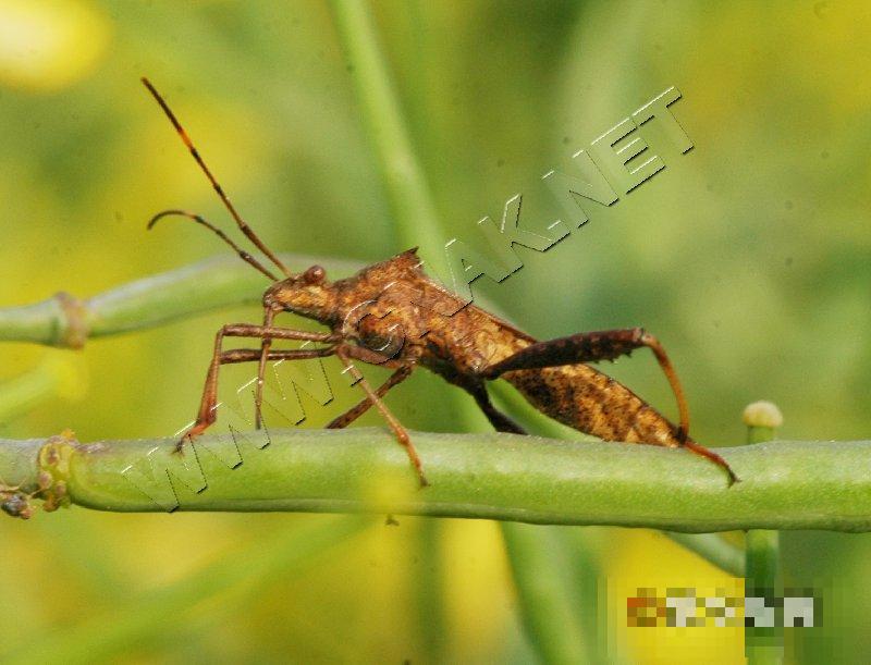 点蜂缘蝽