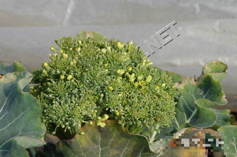 青花菜不良花球