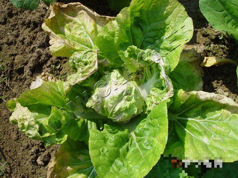大白菜病毒病
