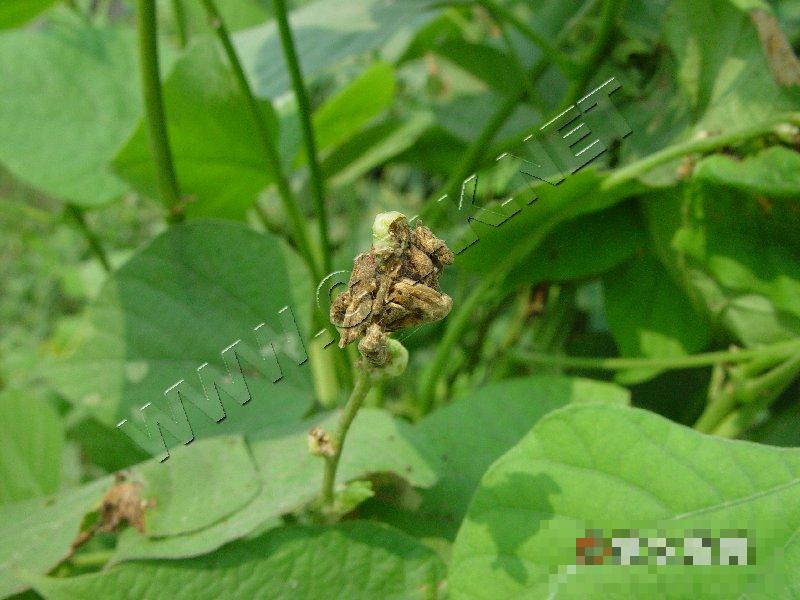 扁豆花腐病