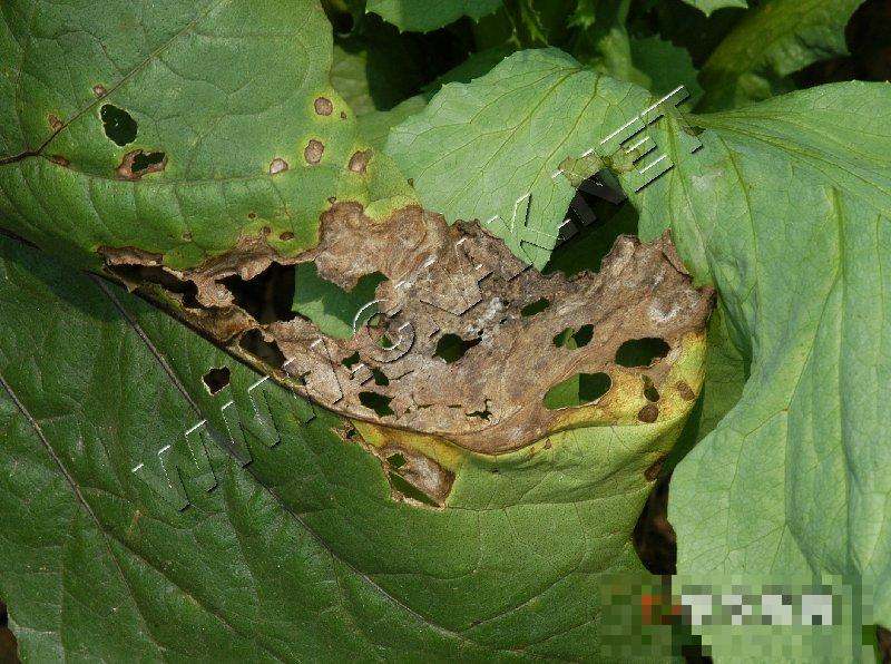 茄子菌核病