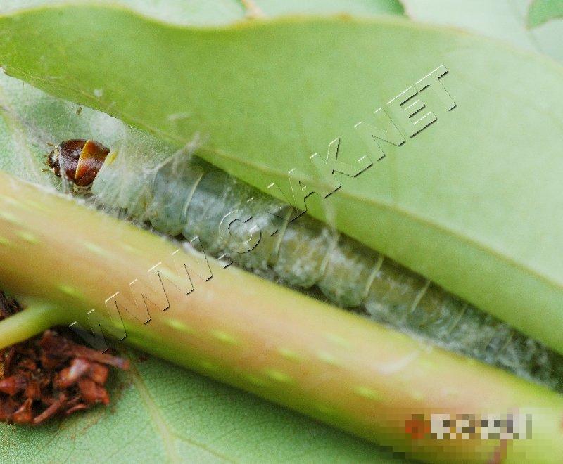 茶长卷叶蛾