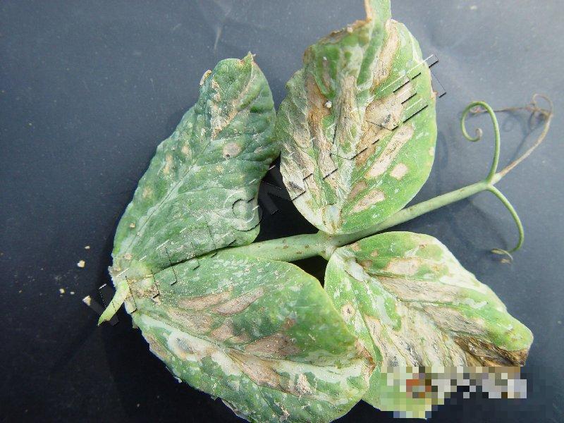 豌豆霜霉病