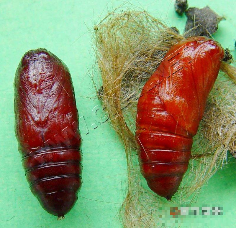 红缘灯蛾