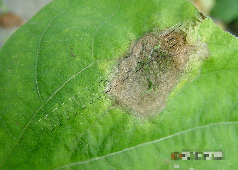 菜豆灰霉病