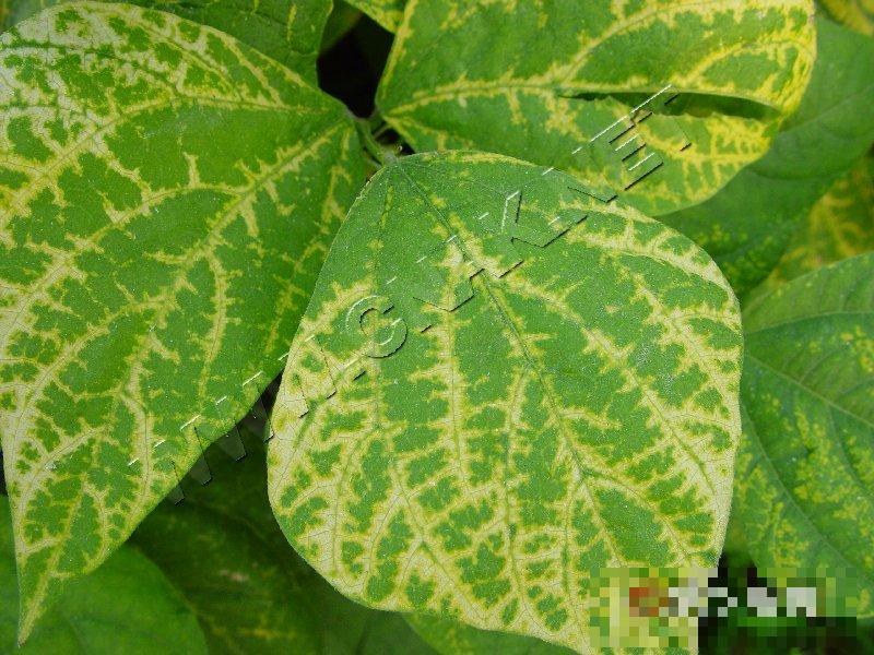 菜豆花叶病