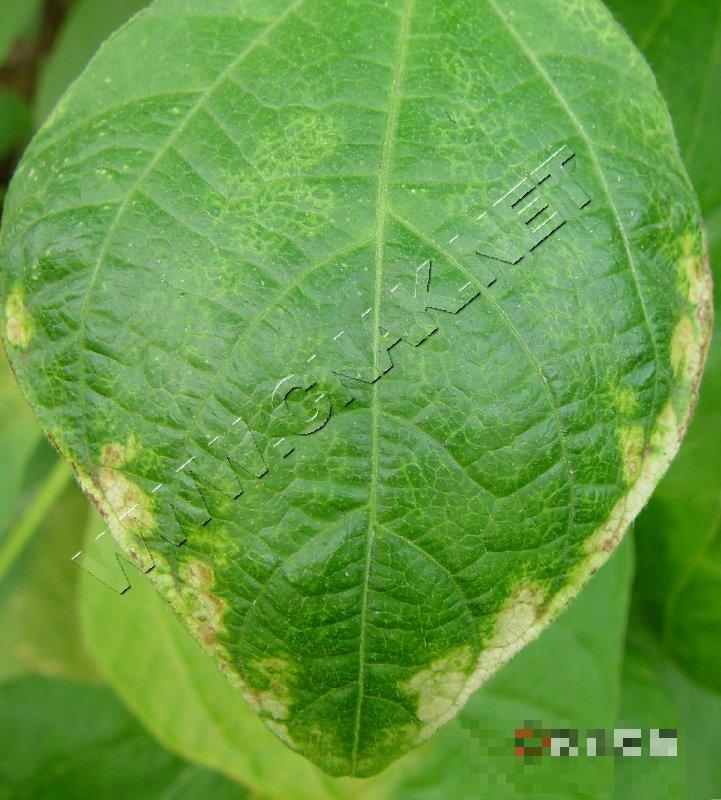 菜豆细菌性晕疫病