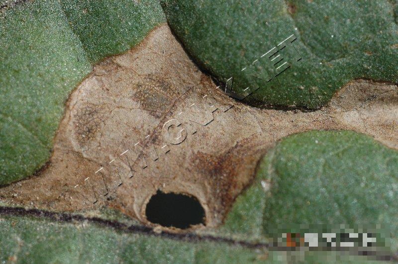 茄子细菌性褐斑病