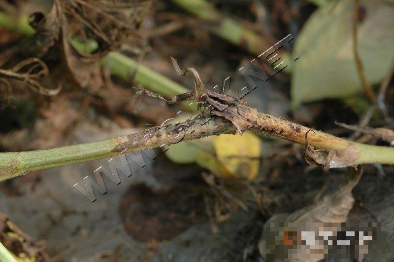 花生菌核病