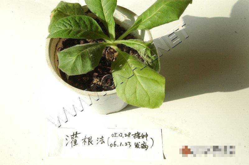 烟草青枯病