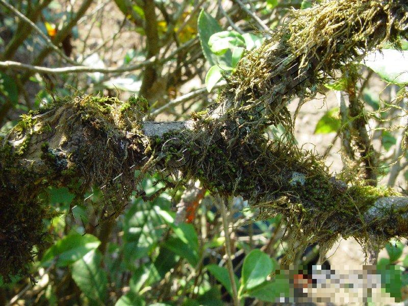 茶树苔藓、地衣