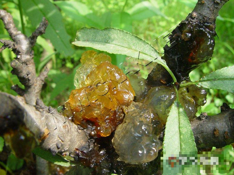 桃树非侵染性流胶病