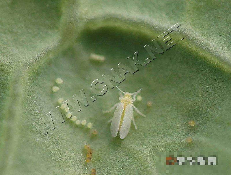 烟粉虱