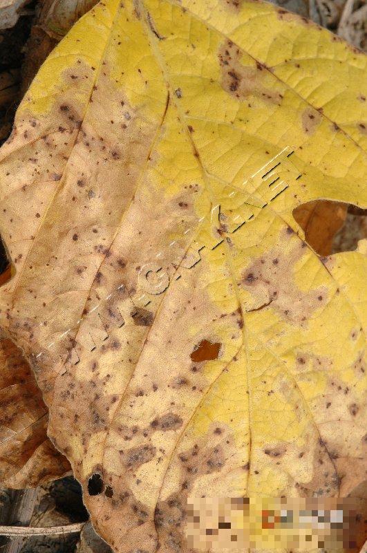 大豆细菌性斑点病