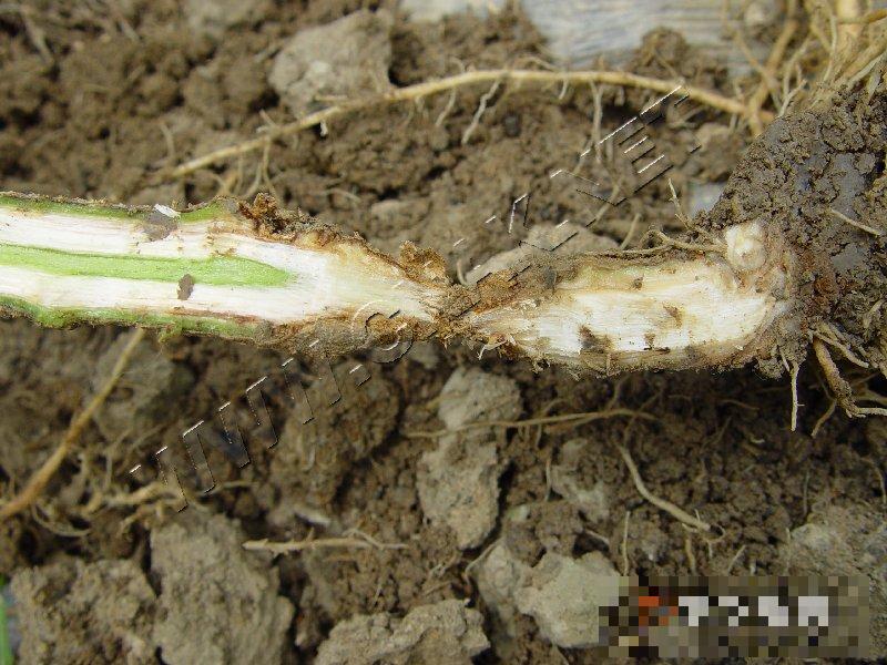 茄子棒孢叶斑病