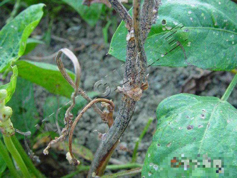 豇豆茎枯病