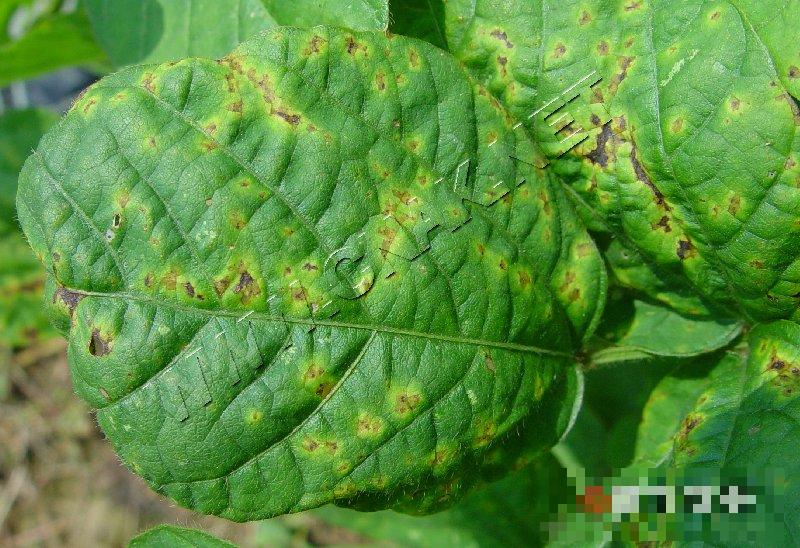 大豆细菌性斑点病