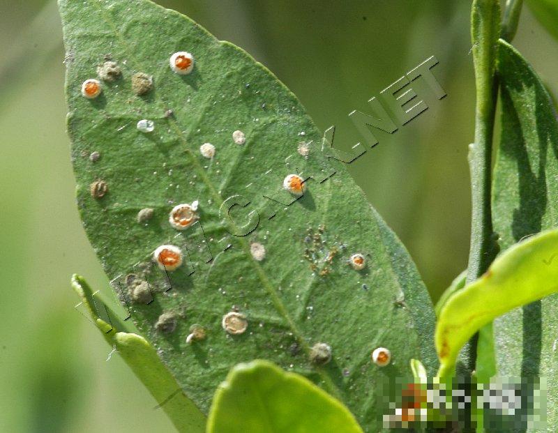 柑橘粉虱