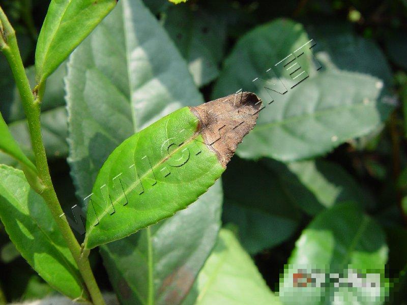 茶云纹叶枯病