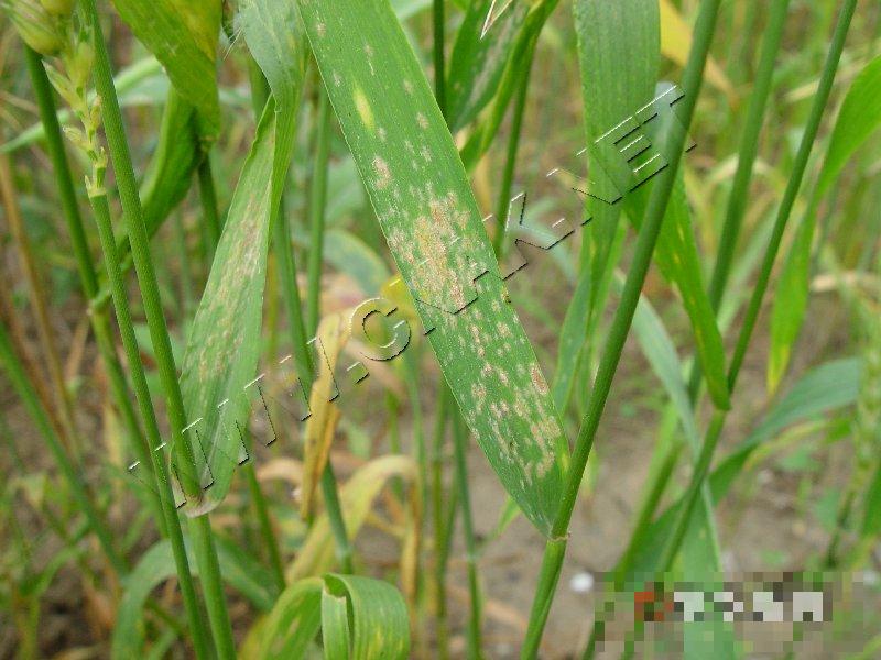 小麦白粉病