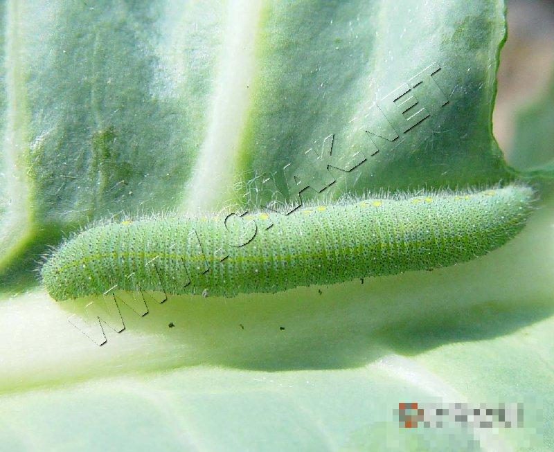 菜粉蝶