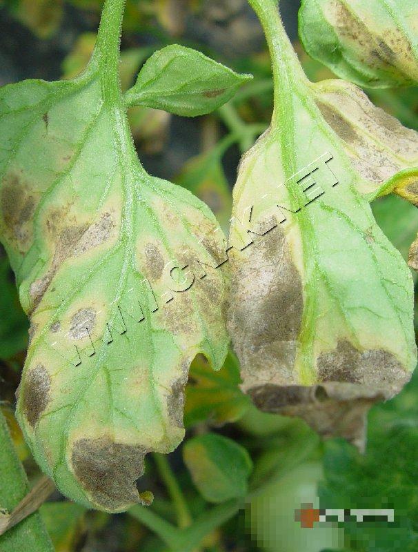 番茄叶霉病