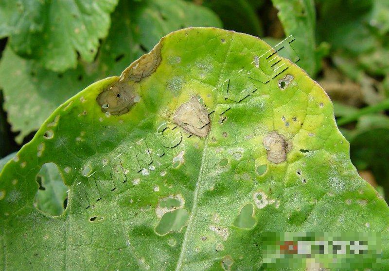青菜黑斑病