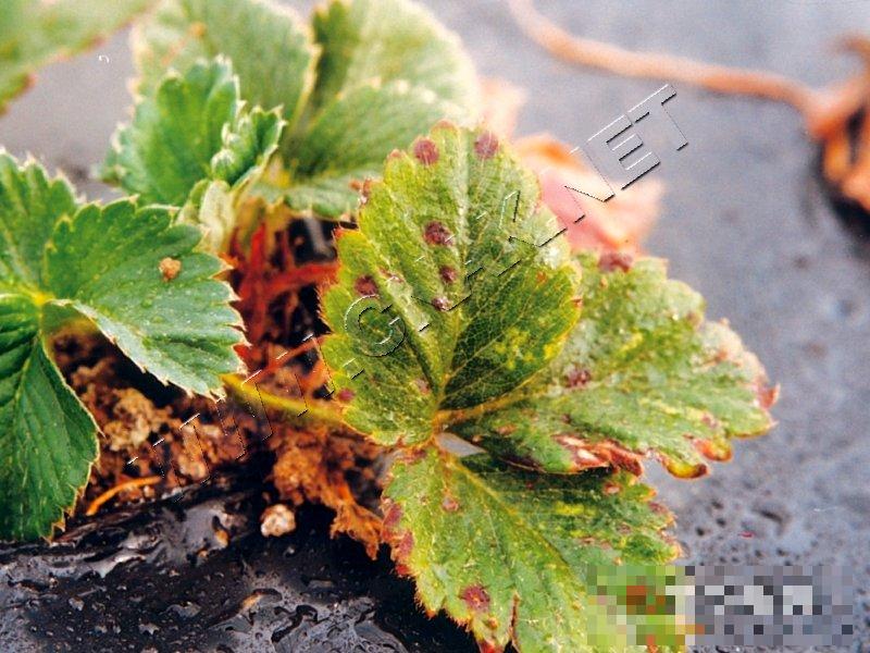 草莓细菌性叶斑病