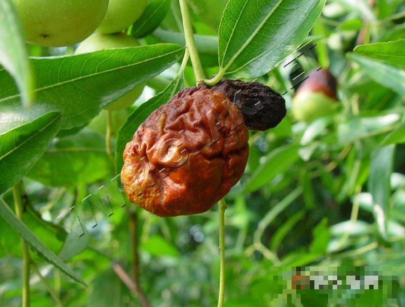 枣缩果病