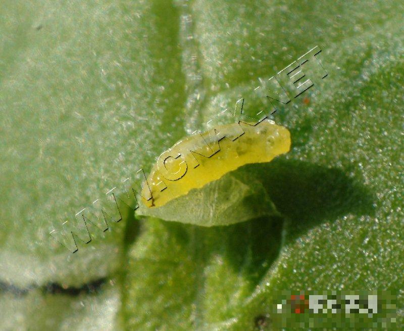 美洲斑潜蝇