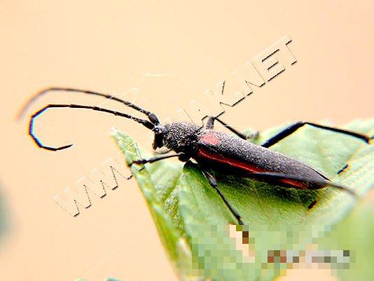 红缘天牛