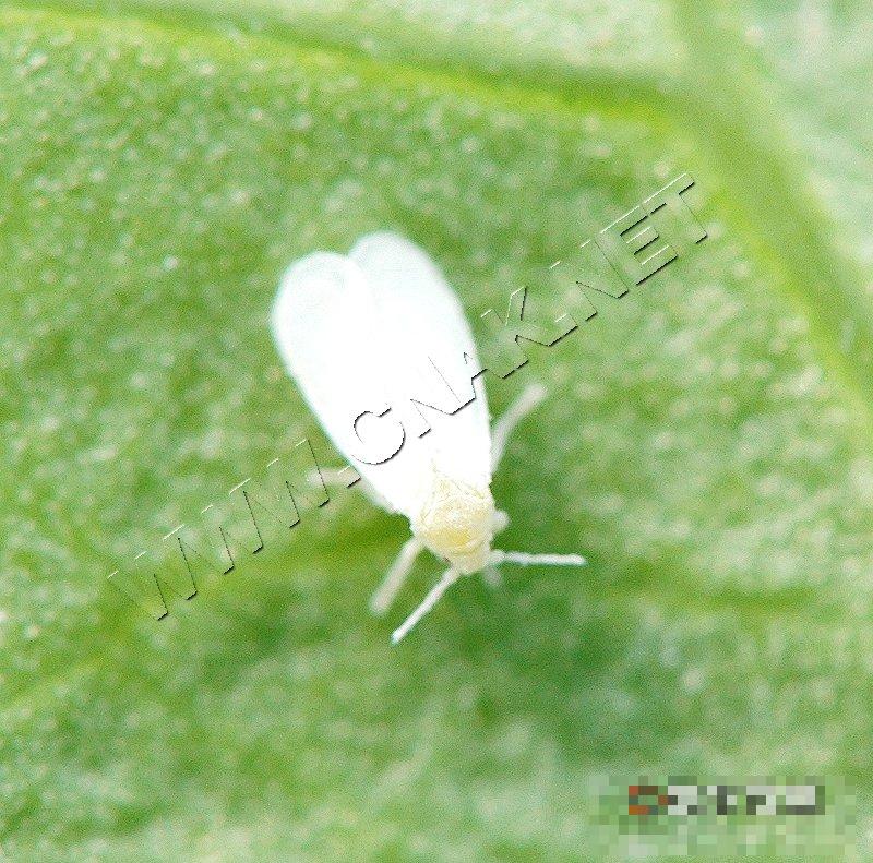 温室白粉虱