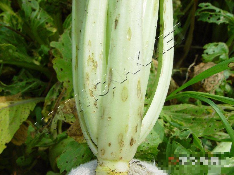 青菜炭疽病
