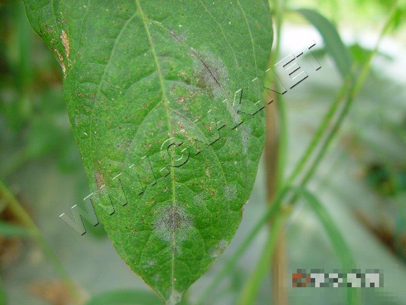豇豆白粉病