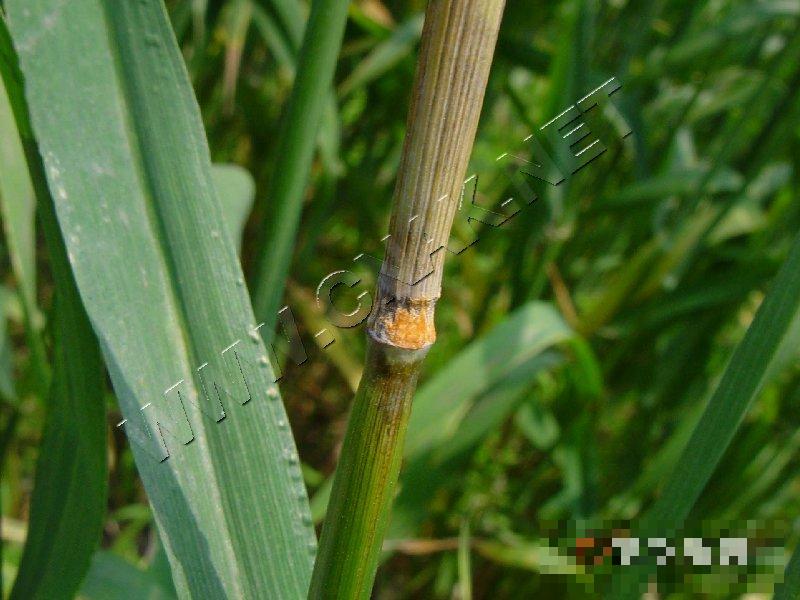 小麦赤霉病