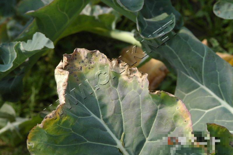 青花菜黑腐病