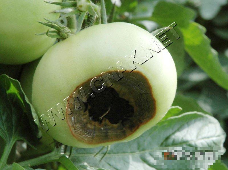 番茄脐腐病