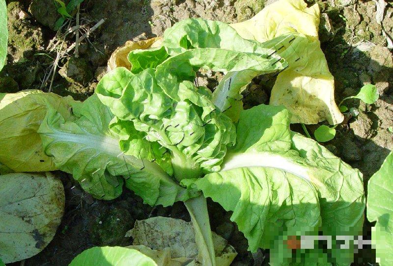 大白菜黄叶病
