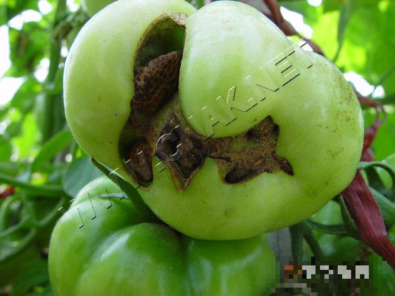 番茄变形果