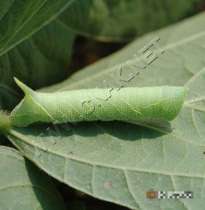 豆天蛾