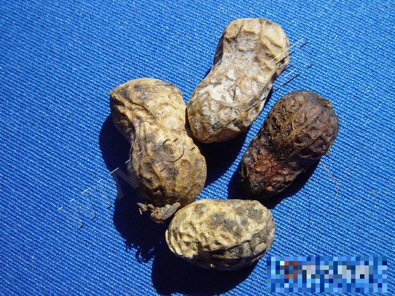 花生根结线虫病