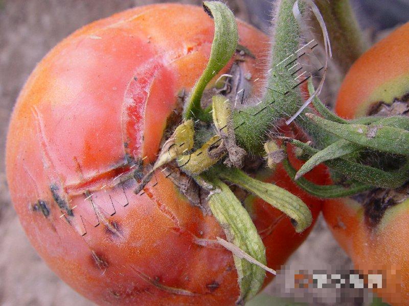 番茄裂果