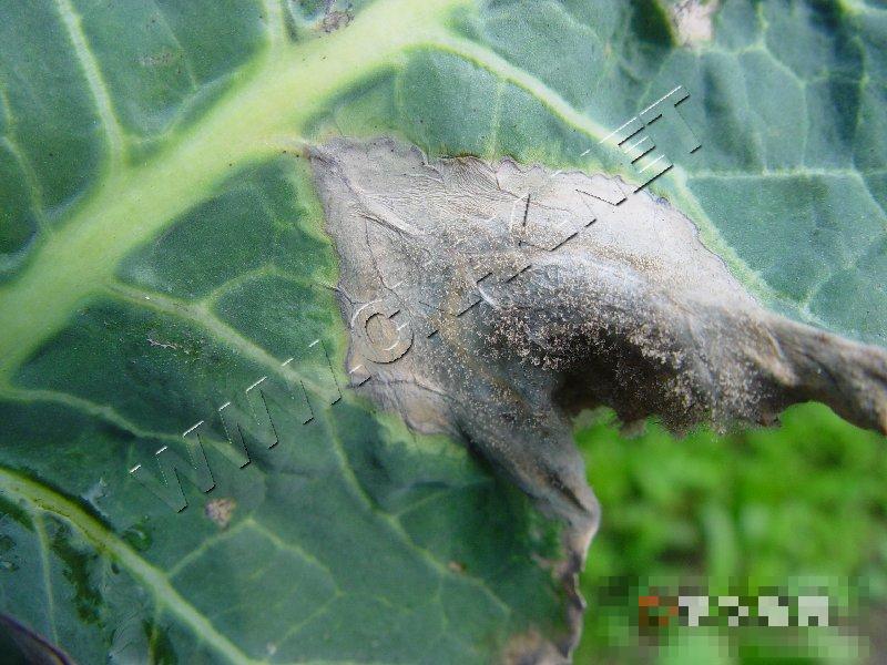 青花菜灰霉病