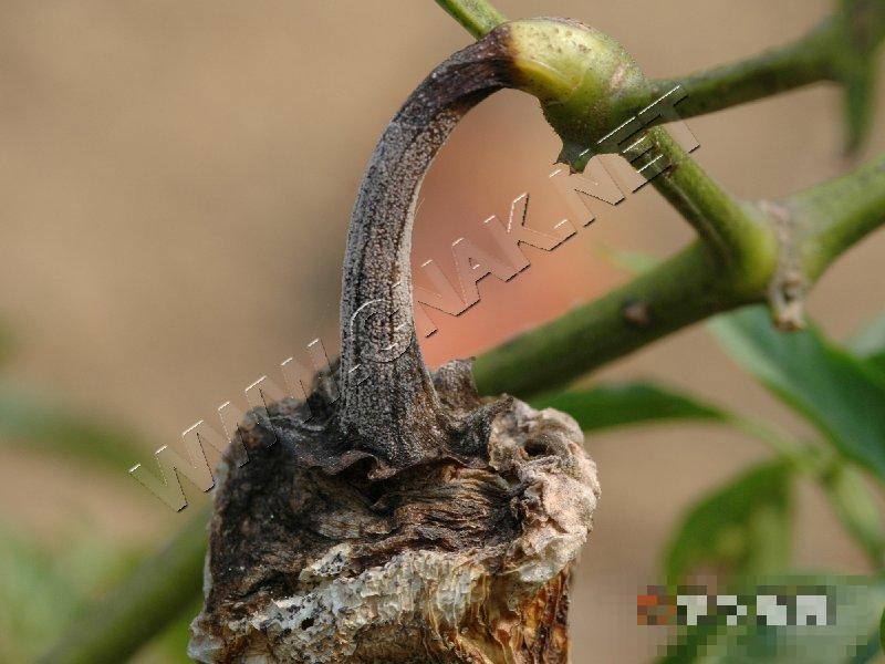 辣椒褐腐病