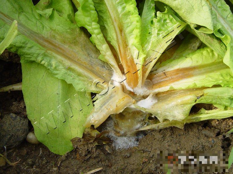 莴笋菌核病